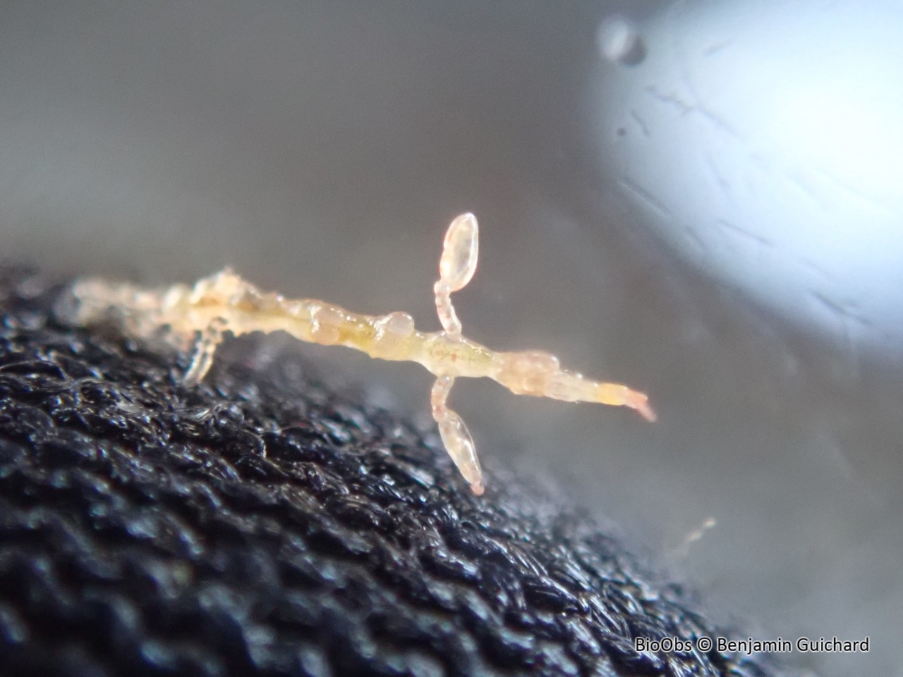 Caprelle sp - Caprella sp - Benjamin Guichard - BioObs