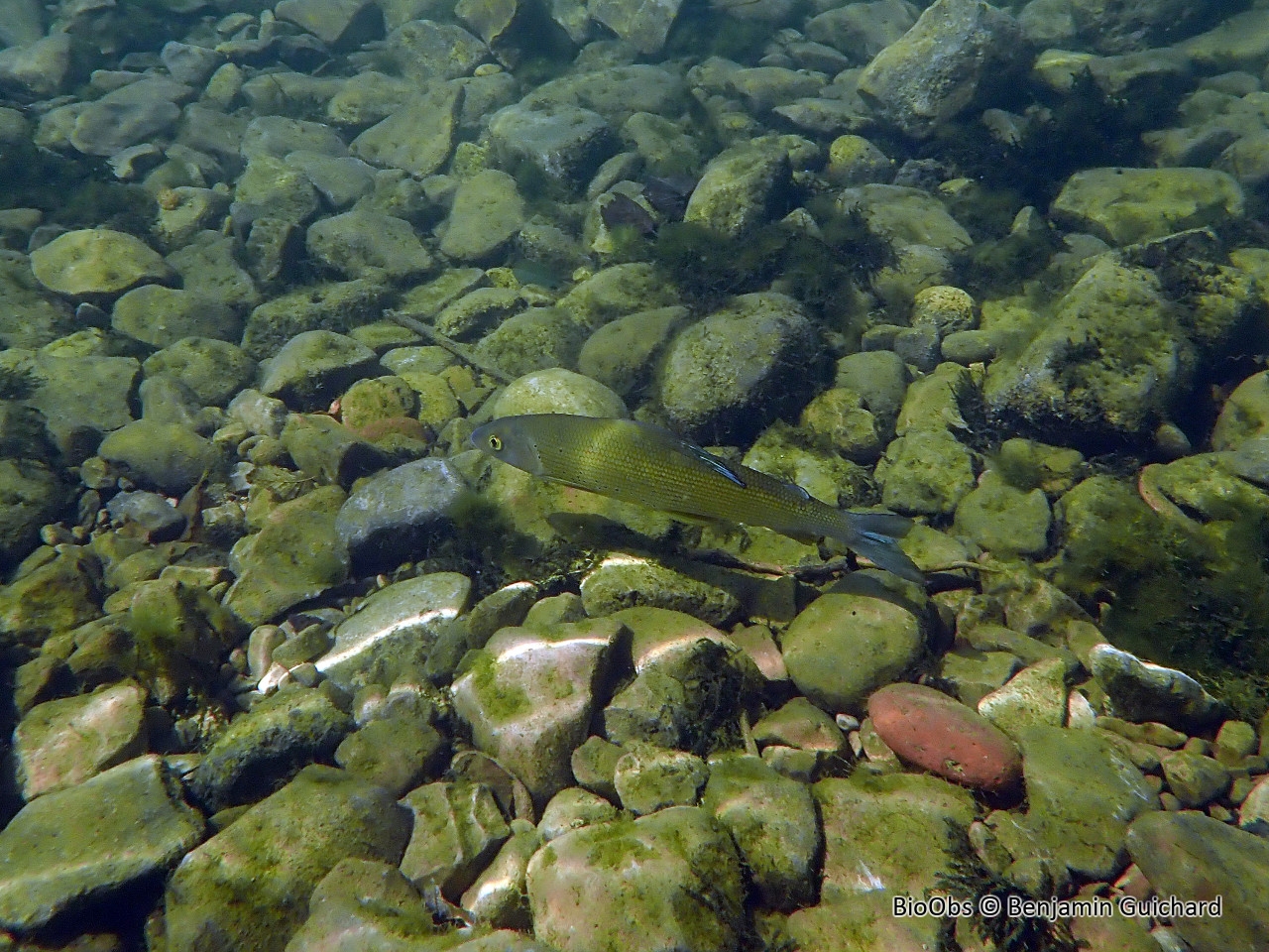 Ombre commun - Thymallus thymallus - Benjamin Guichard - BioObs