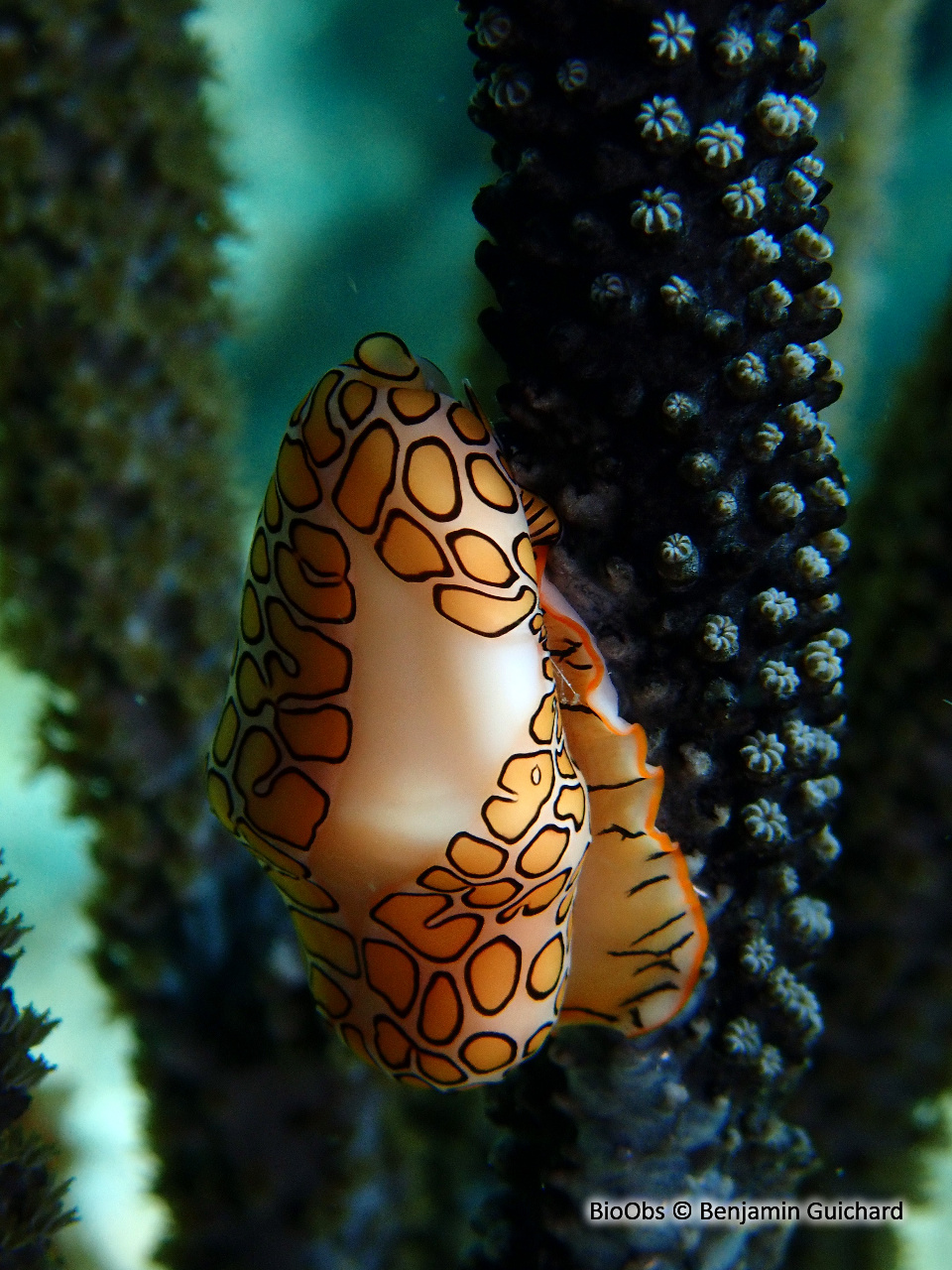 Monnaie caraïbe à ocelles - Cyphoma gibbosum - Benjamin Guichard - BioObs