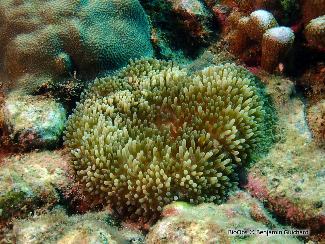 Anémone solaire caraibes - Stichodactyla helianthus