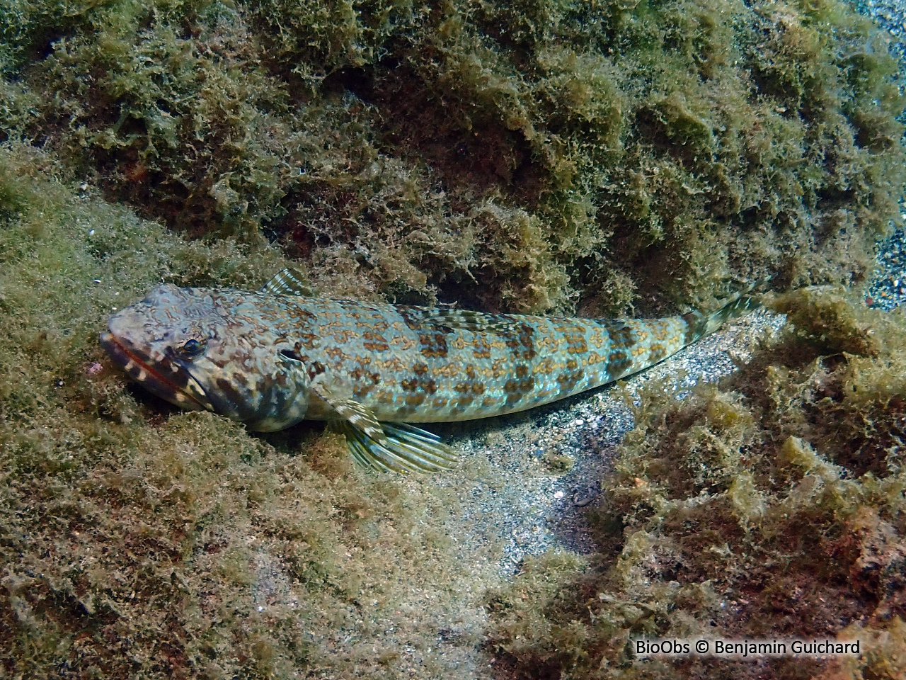 Poisson lézard rayé - Synodus saurus - Benjamin Guichard - BioObs
