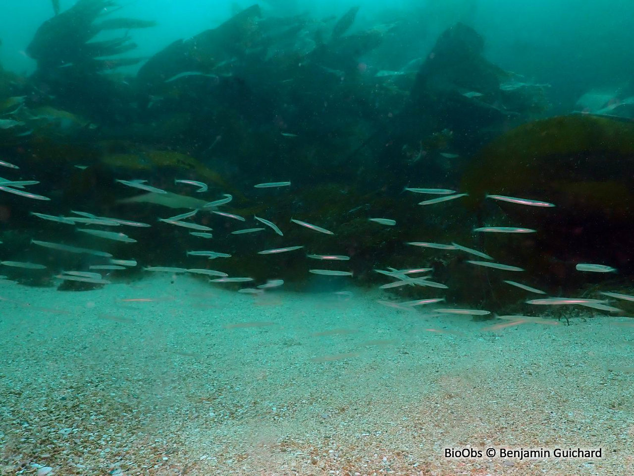 Lançon - Ammodytes tobianus - Benjamin Guichard - BioObs
