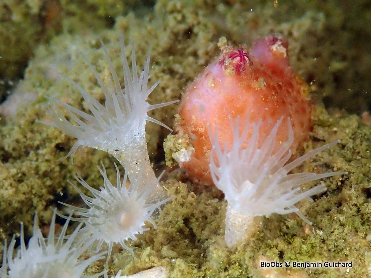 Anémone encroûtante blanche - Parazoanthus anguicomus - Benjamin Guichard - BioObs