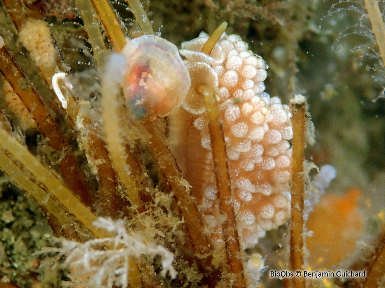 Doto fragile - Doto fragilis - Benjamin Guichard - BioObs