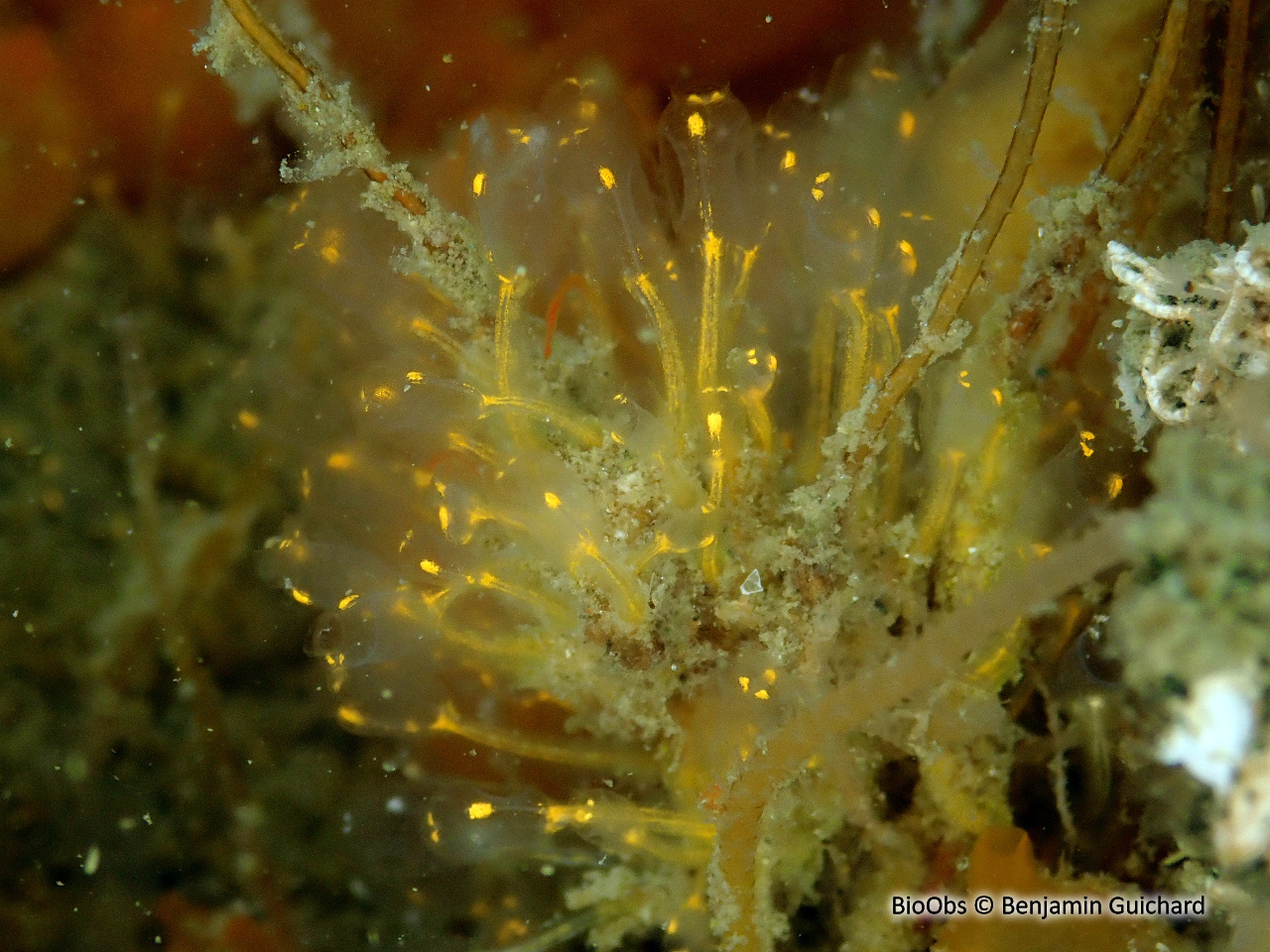 Ascidiole néon - Pycnoclavella aurilucens - Benjamin Guichard - BioObs