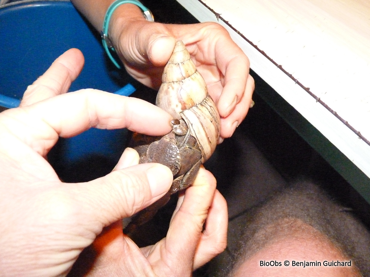 Crabe des cocotiers solitaire - Coenobita brevimanus - Benjamin Guichard - BioObs