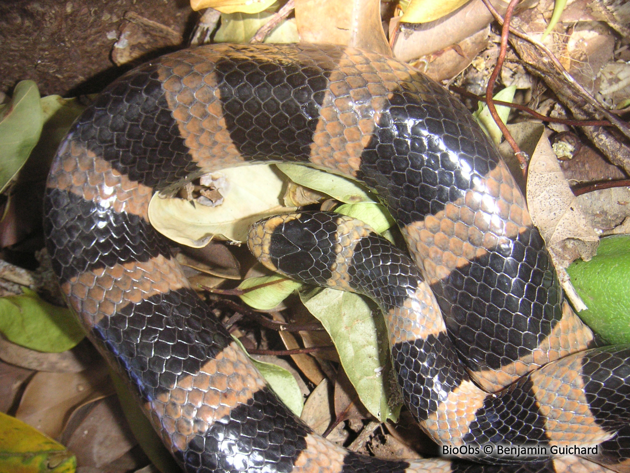 Tricot rayé - Laticauda laticaudata - Benjamin Guichard - BioObs