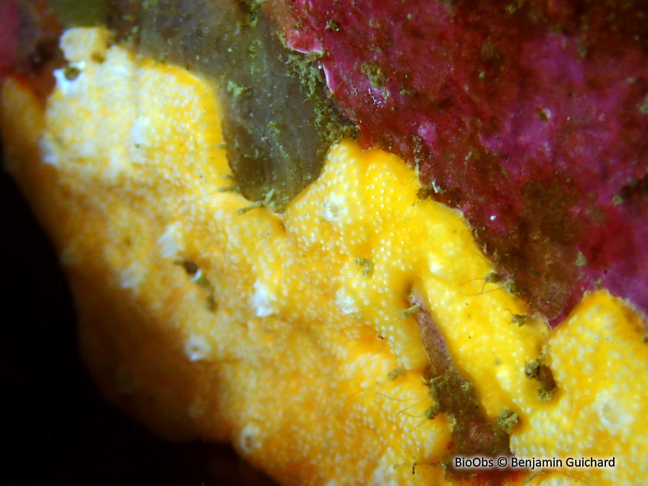 Didemne jaune - Polysyncraton bilobatum - Benjamin Guichard - BioObs