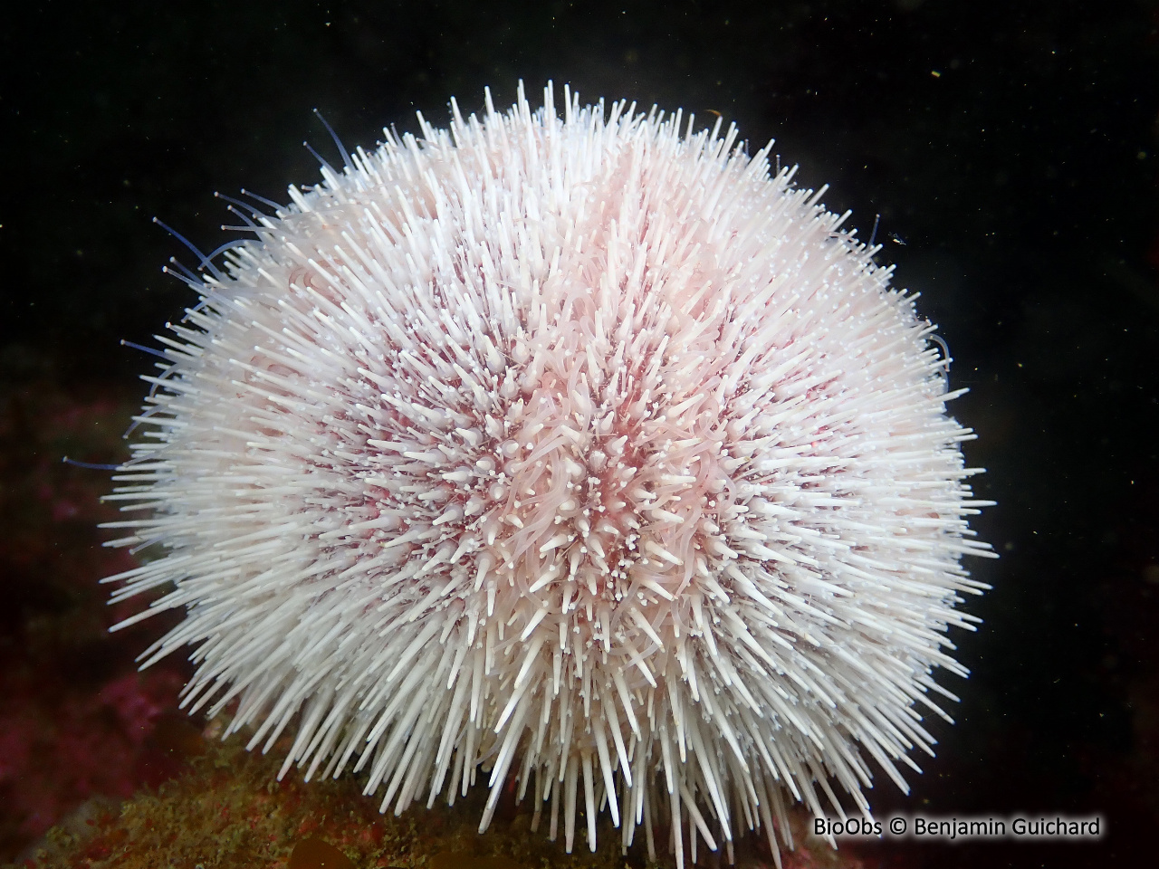 Oursin globuleux - Echinus esculentus - Benjamin Guichard - BioObs