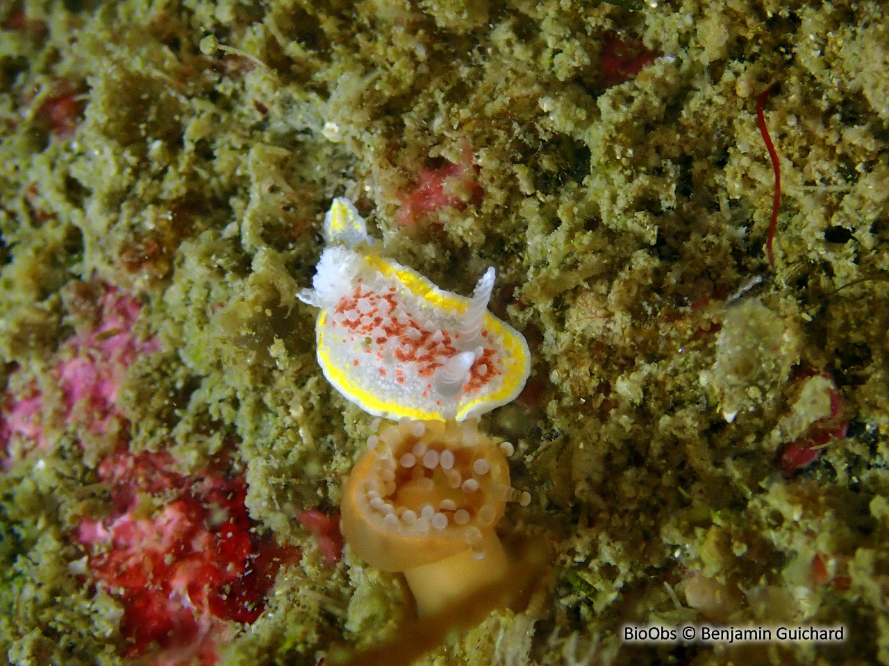 Doris diaphane - Diaphorodoris luteocincta - Benjamin Guichard - BioObs