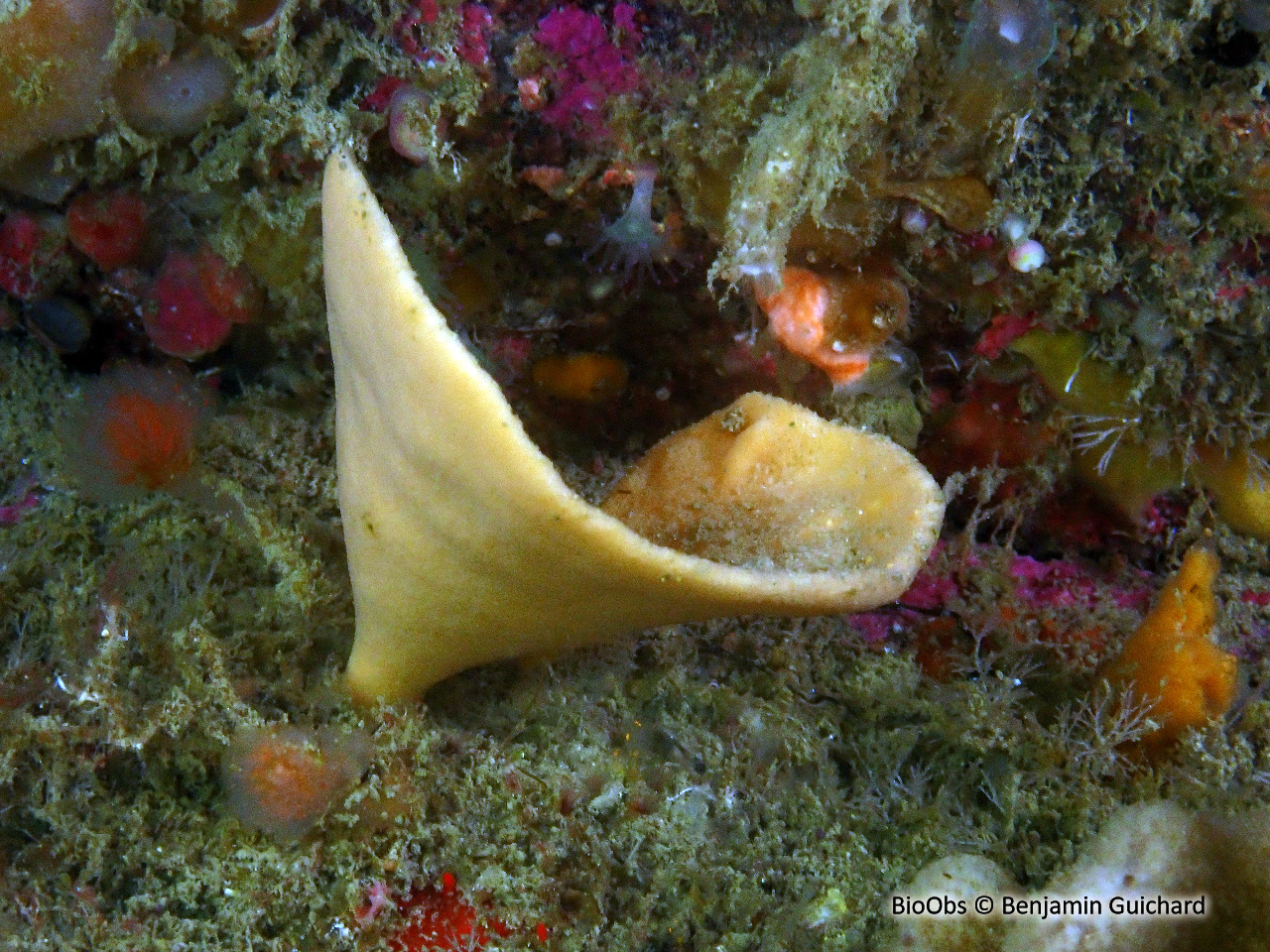 Axinelle entonnoir - Axinella infundibuliformis - Benjamin Guichard - BioObs