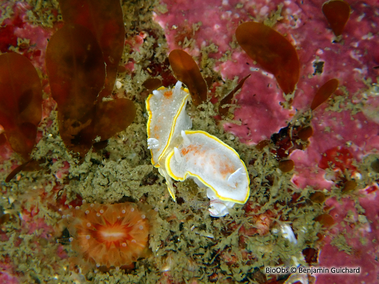 Doris diaphane - Diaphorodoris luteocincta - Benjamin Guichard - BioObs