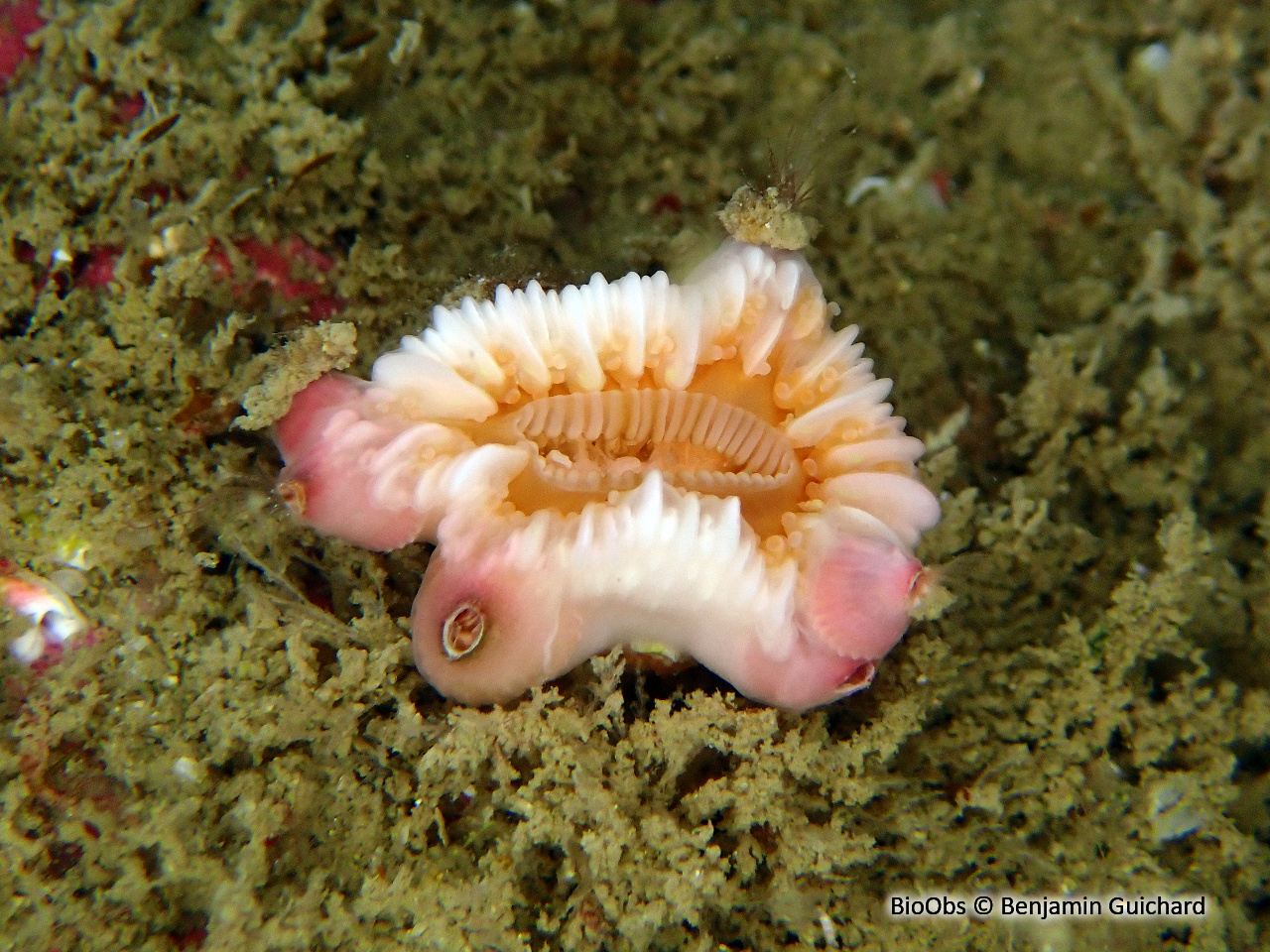 Balane du madrépore oeillet - Adna anglica - Benjamin Guichard - BioObs