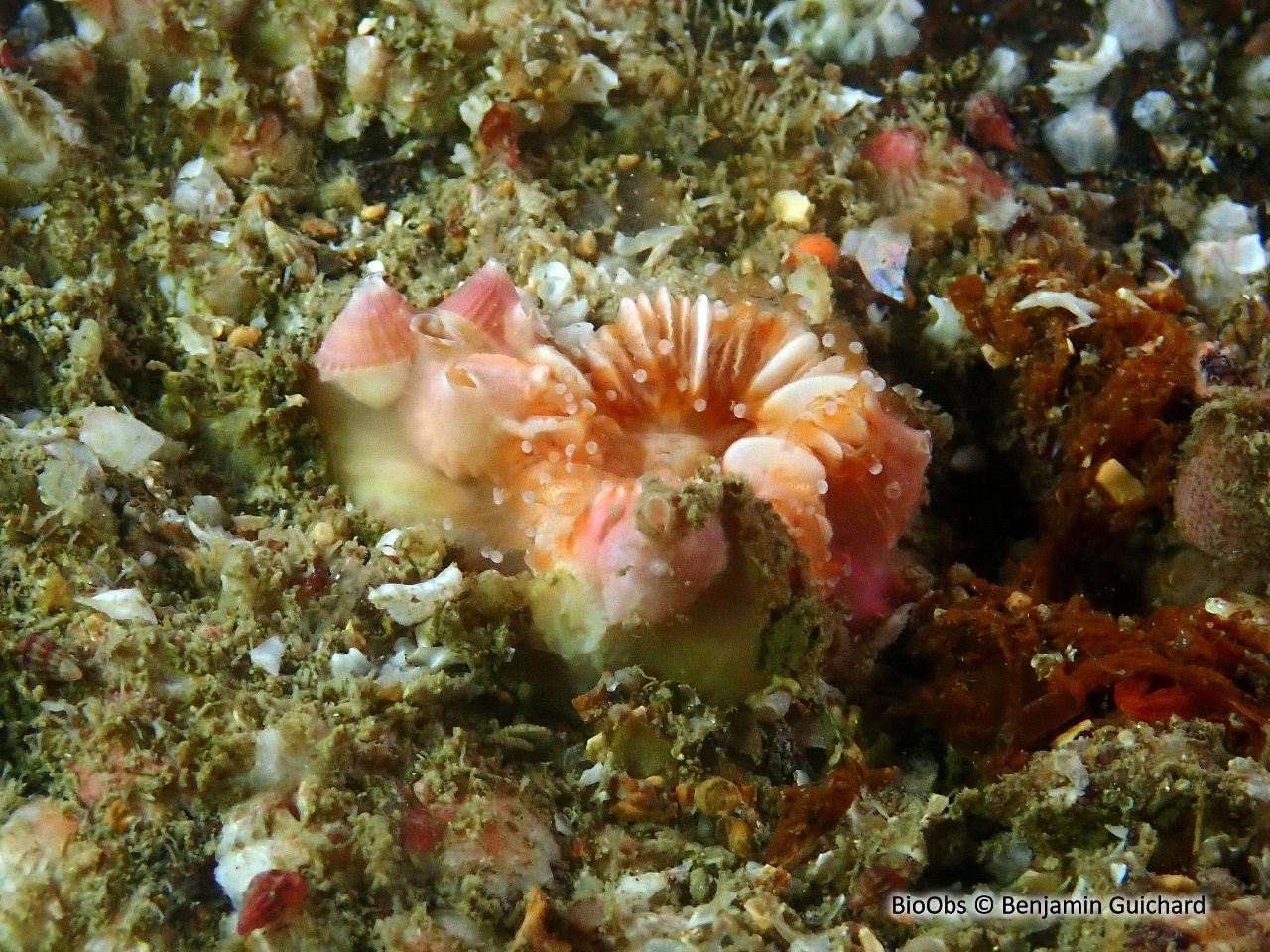 Balane du madrépore oeillet - Adna anglica - Benjamin Guichard - BioObs