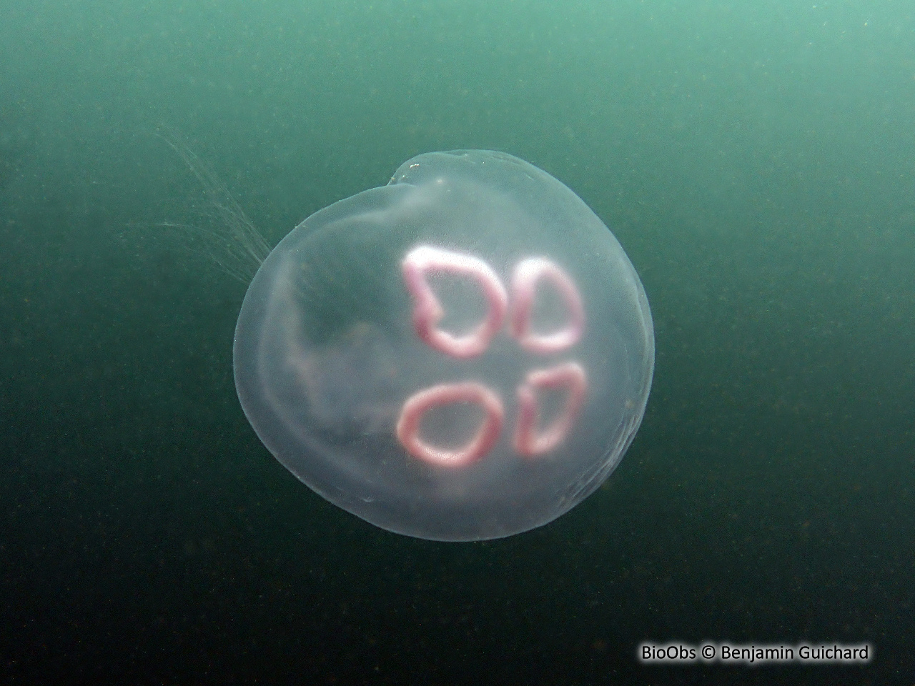 Aurélie - Aurelia aurita - Benjamin Guichard - BioObs