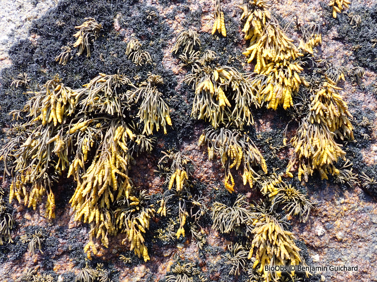 Pelvetie - Pelvetia canaliculata - Benjamin Guichard - BioObs