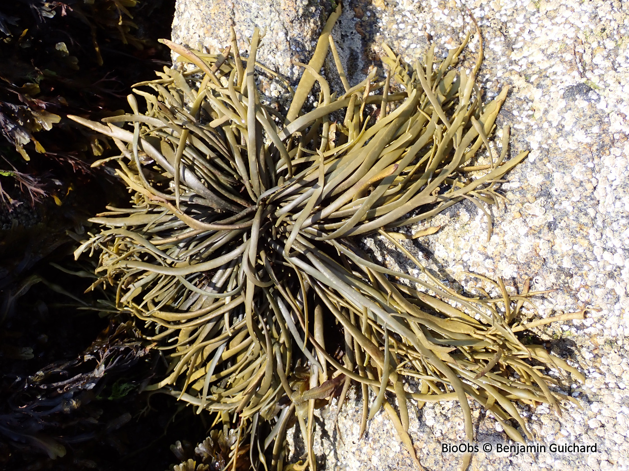 Pelvetie - Pelvetia canaliculata - Benjamin Guichard - BioObs