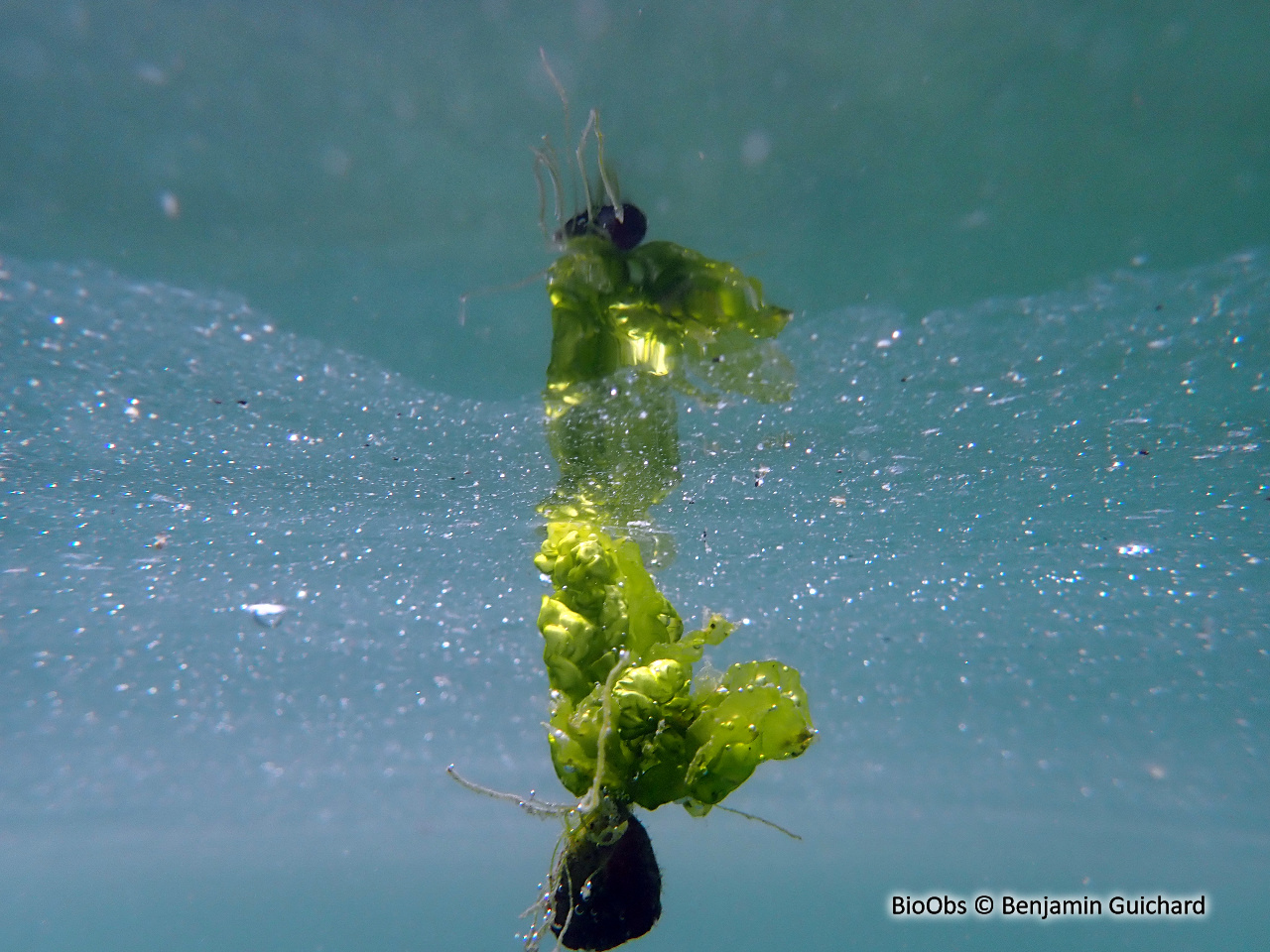 Ulve rigide - Ulva rigida - Benjamin Guichard - BioObs