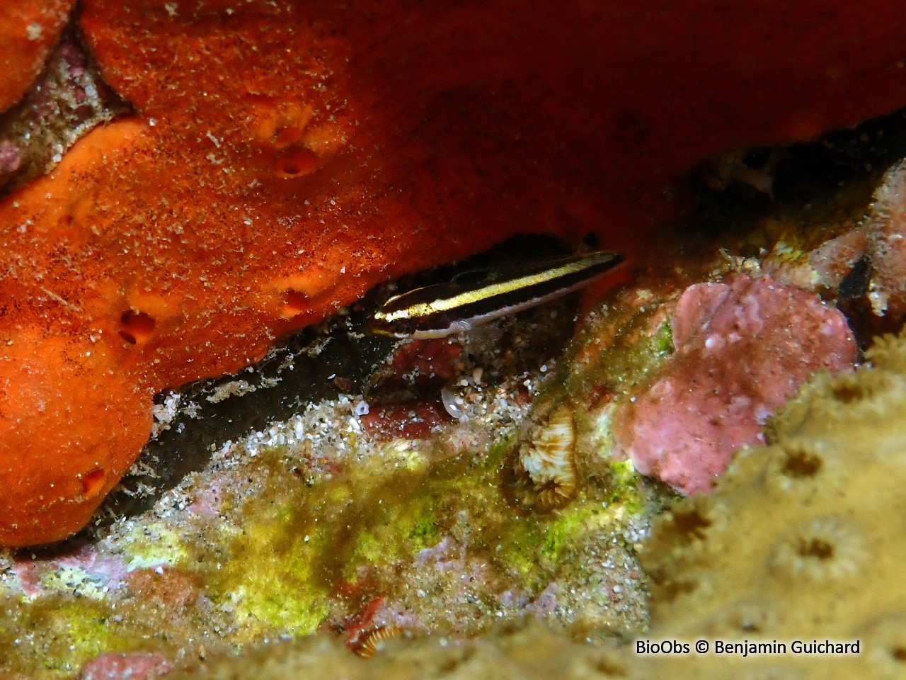 Girelle à tête bleue - Thalassoma bifasciatum - Benjamin Guichard - BioObs