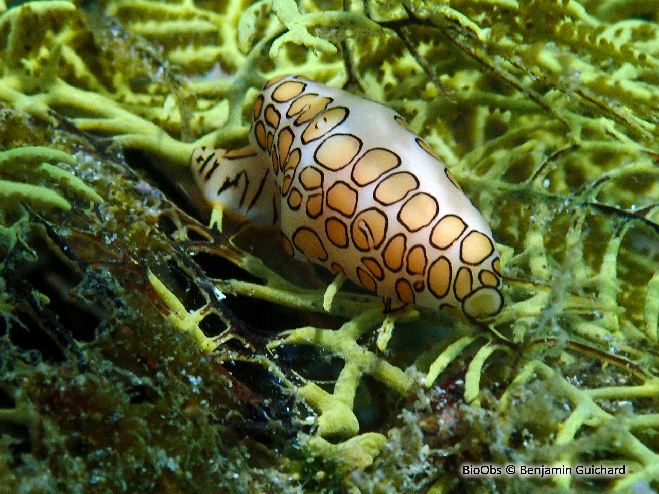 Monnaie caraïbe à ocelles - Cyphoma gibbosum - Benjamin Guichard - BioObs