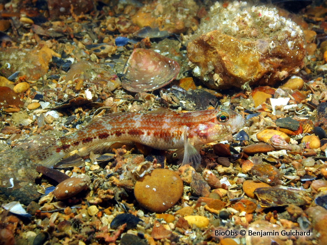 Gobie de Steven - Gobius gasteveni - Benjamin Guichard - BioObs