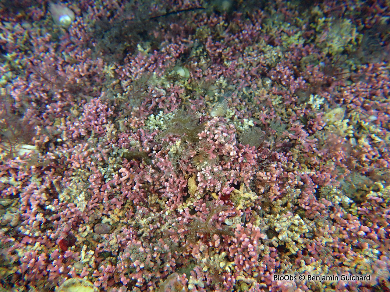 Algue buisson de pierre - Maërl - Lithothamnion corallioides - Benjamin Guichard - BioObs