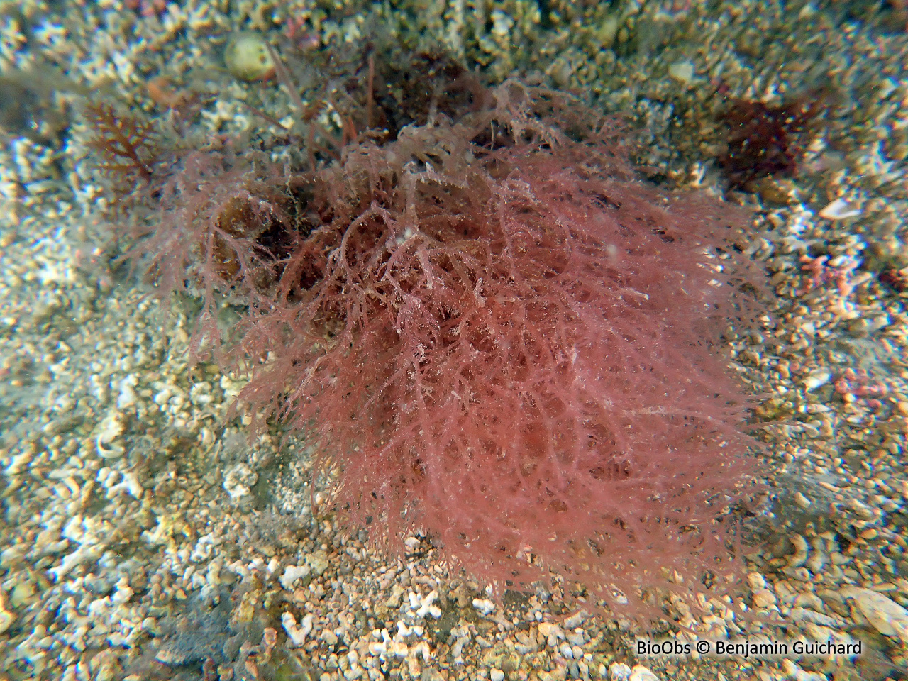 Plume épineuse rouge - Bonnemaisonia asparagoides - Benjamin Guichard - BioObs