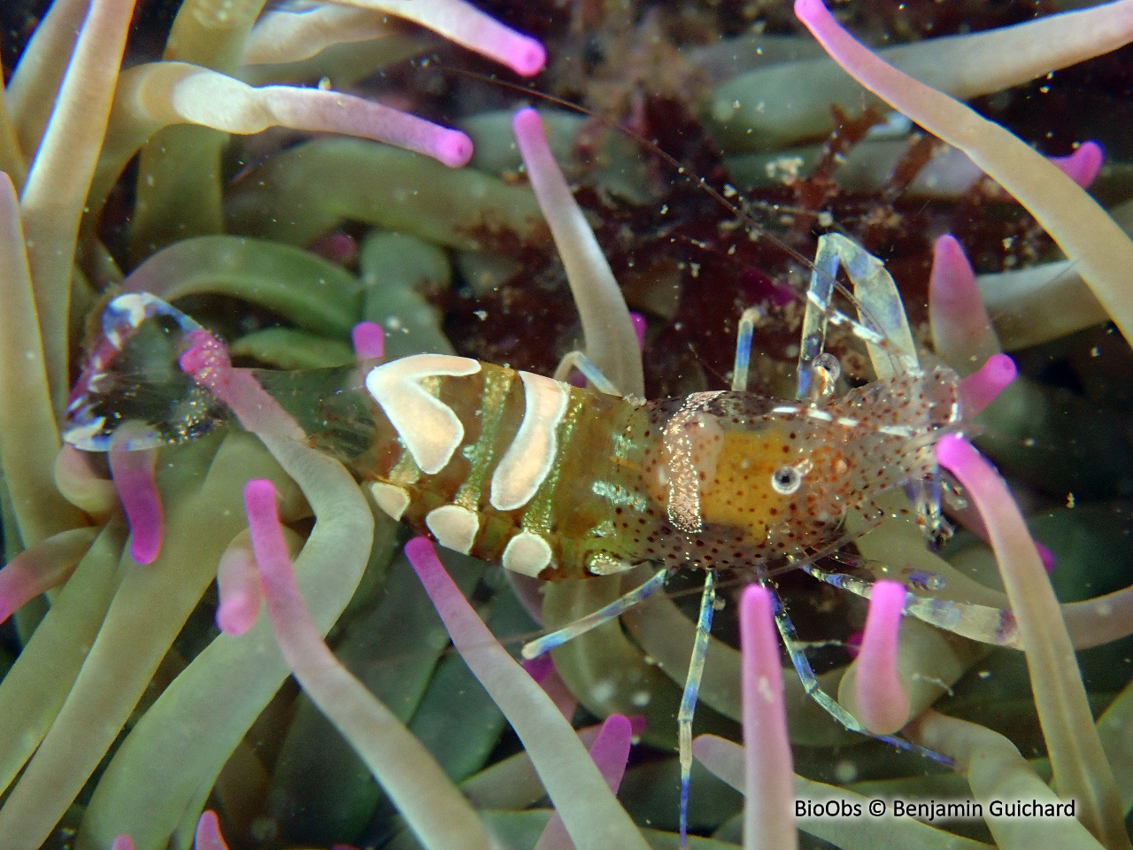 Péricliménès atlantique - Periclimenes sagittifer - Benjamin Guichard - BioObs