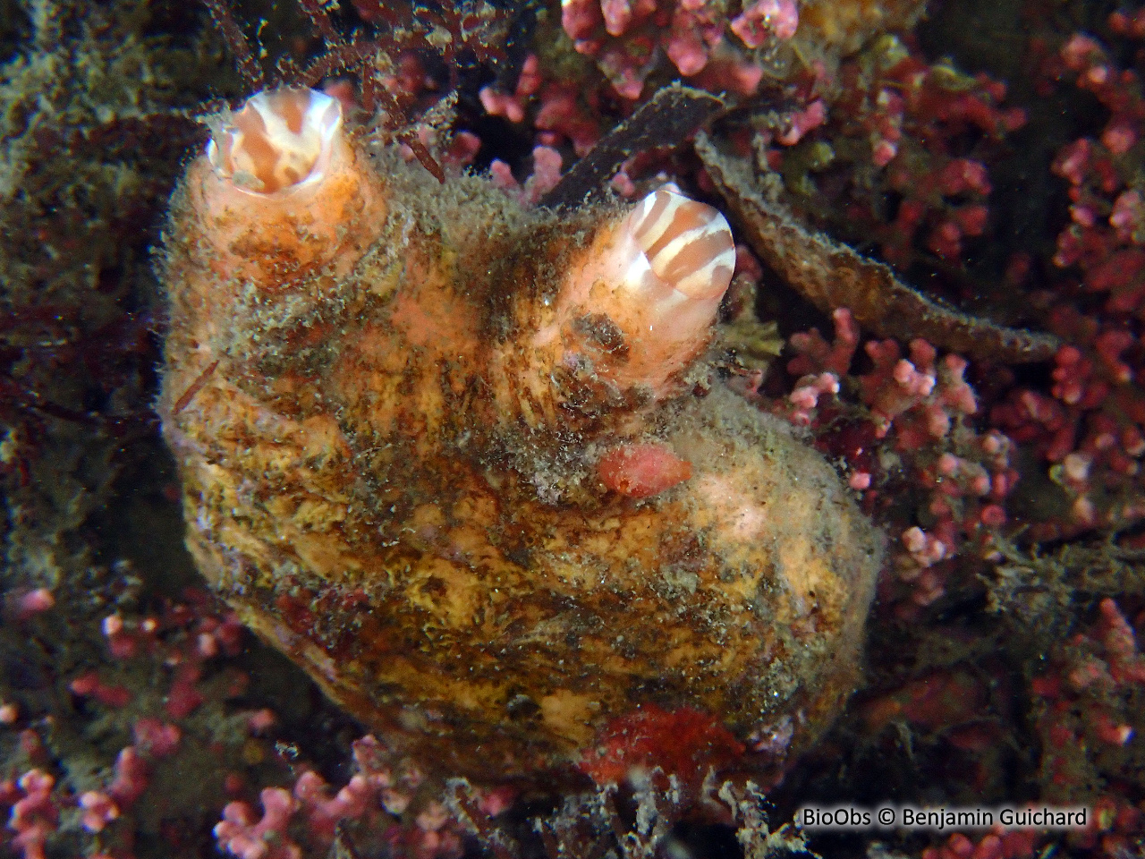 Petit microcosme - Pyura microcosmus - Benjamin Guichard - BioObs