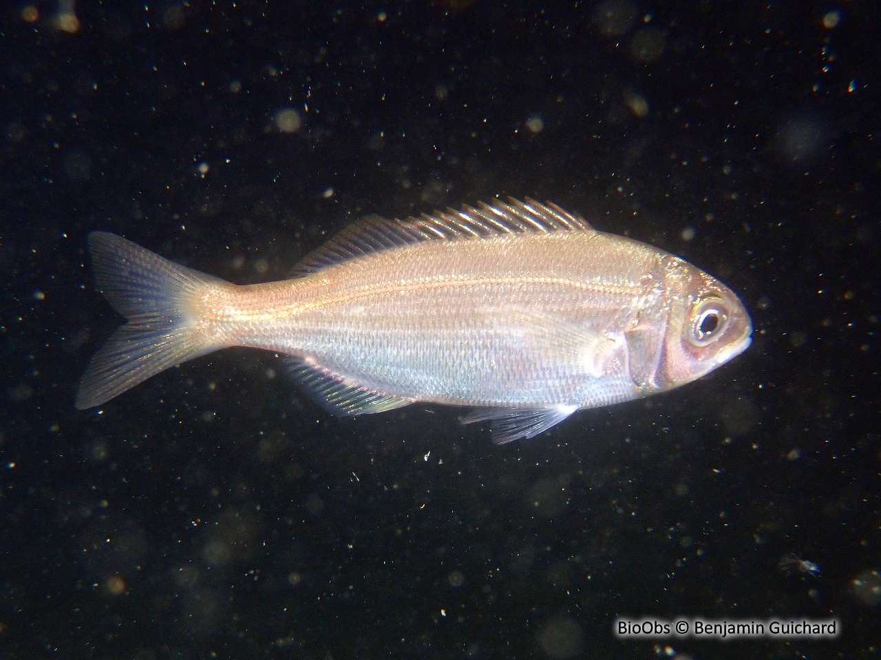 Pageot acarné - Pagellus acarne - Benjamin Guichard - BioObs