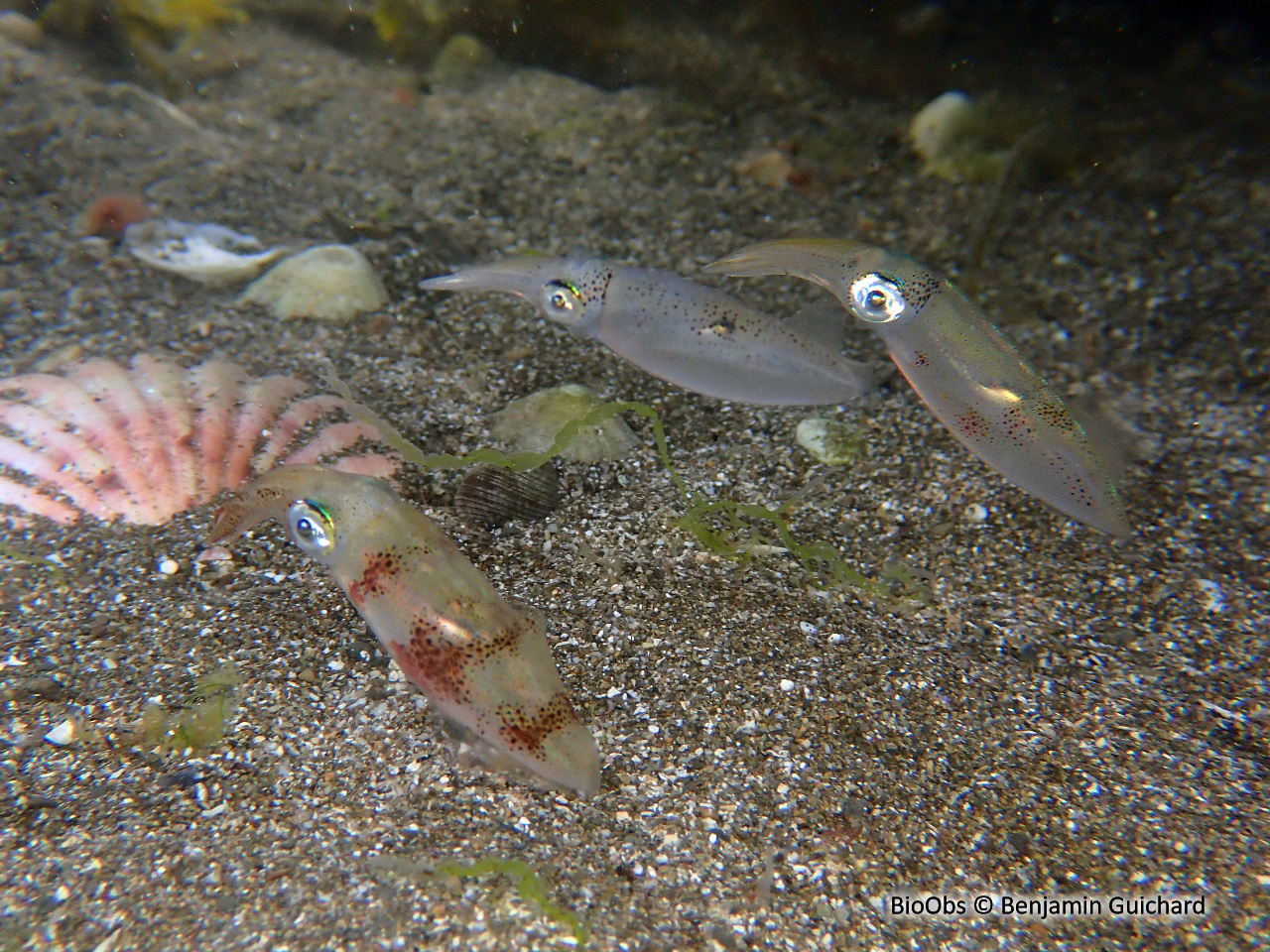 Calmar - Loligo vulgaris - Benjamin Guichard - BioObs