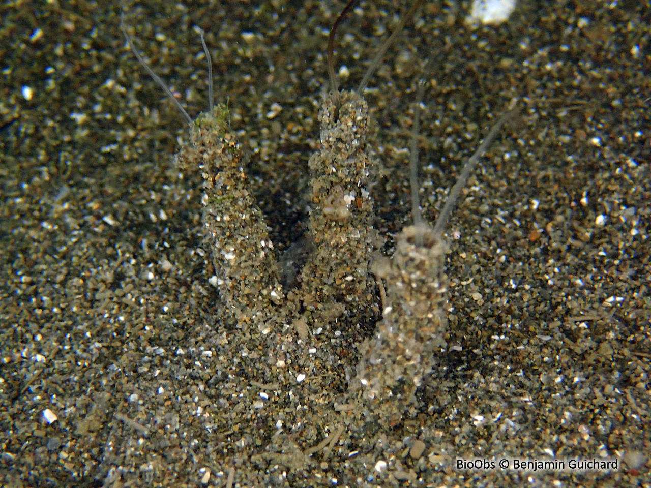 Phyllochaetoptère (genre) - Phyllochaetopterus spp. - Benjamin Guichard - BioObs