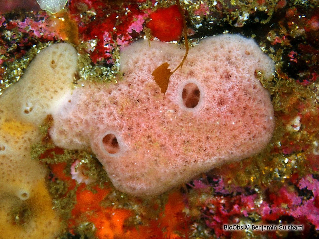 Eponge fistuleuse - Haliclona (Halichoclona) fistulosa - Benjamin Guichard - BioObs
