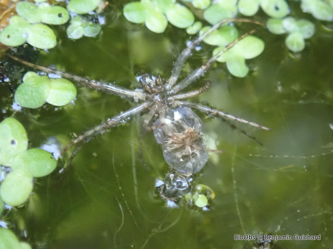 Argyronète - Argyroneta aquatica - Benjamin Guichard - BioObs