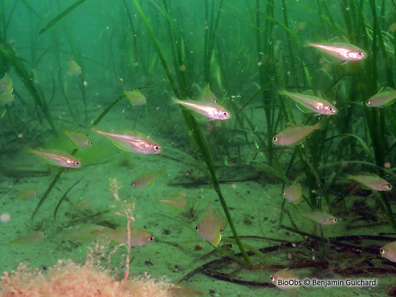 Capelan de l'Atlantique - Trisopterus minutus - Benjamin Guichard - BioObs