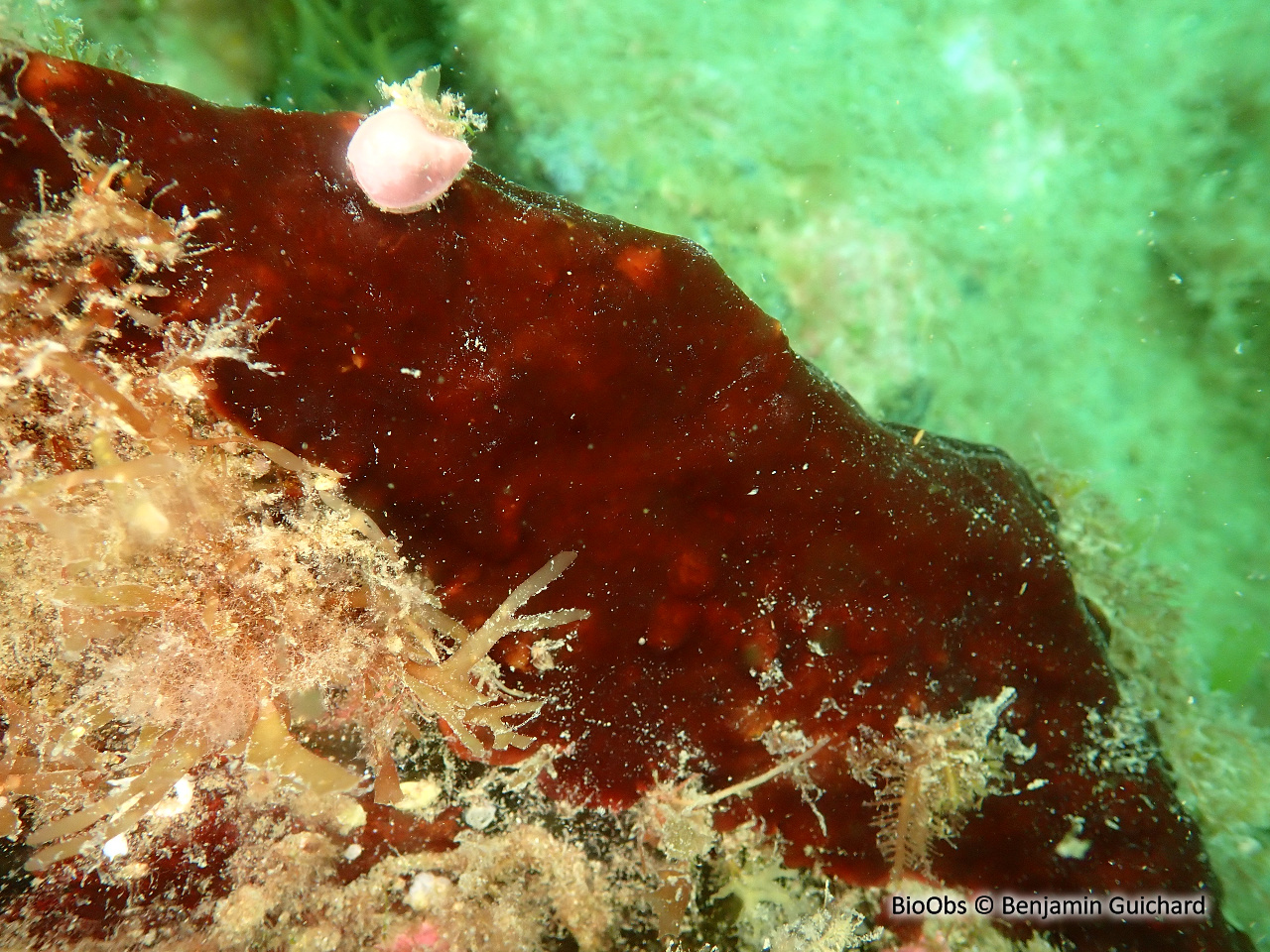 Algue velours rouge - Hildenbrandia rubra - Benjamin Guichard - BioObs