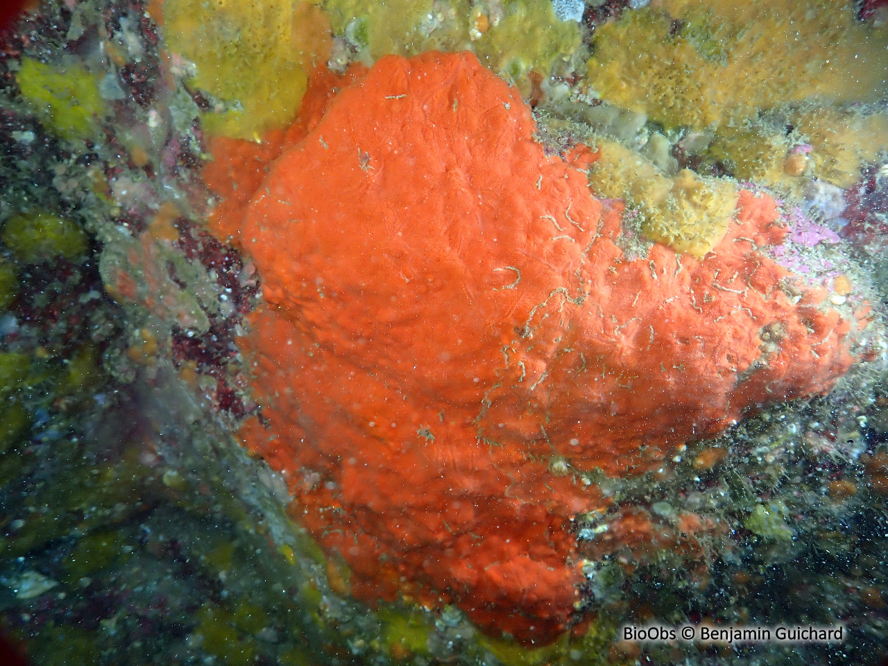 Eponge encroûtante rouge sang - Clathria (Microciona) atrasanguinea - Benjamin Guichard - BioObs
