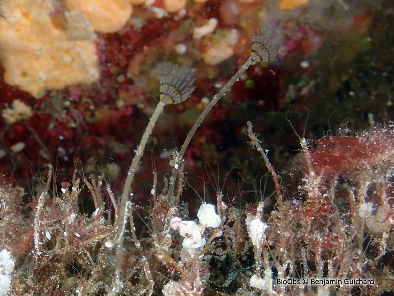 Petite sabelle - Sabella discifera - Benjamin Guichard - BioObs