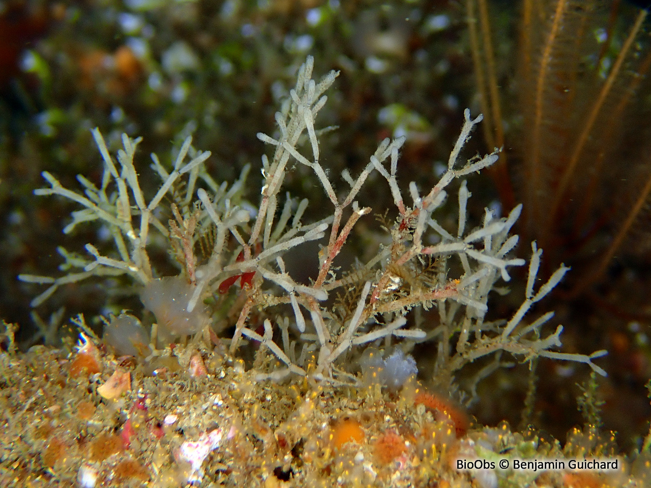Petite salicornaire - Cellaria sinuosa - Benjamin Guichard - BioObs