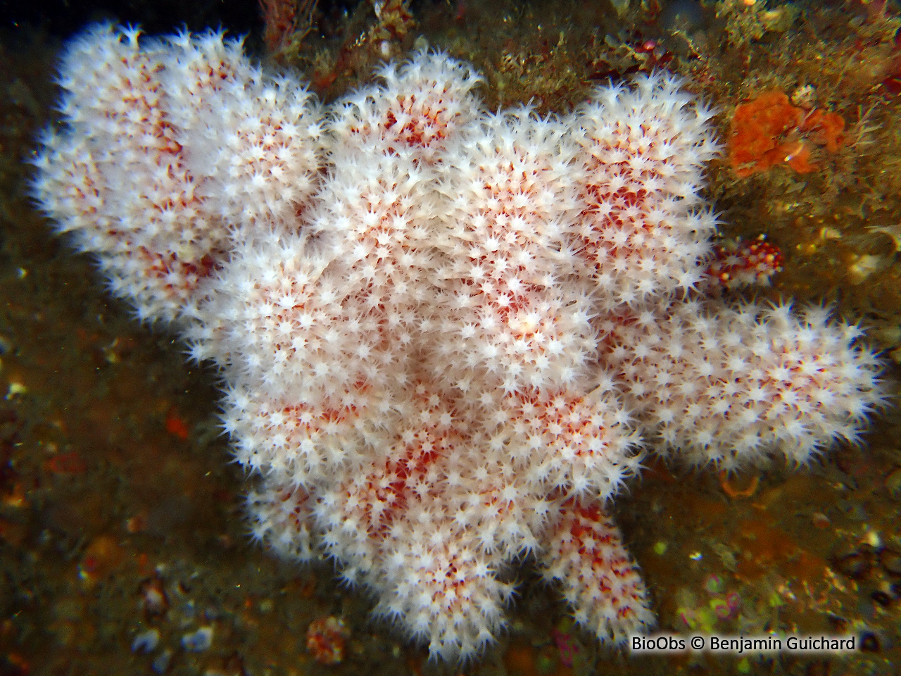 Alcyon rouge - Alcyonium glomeratum - Benjamin Guichard - BioObs