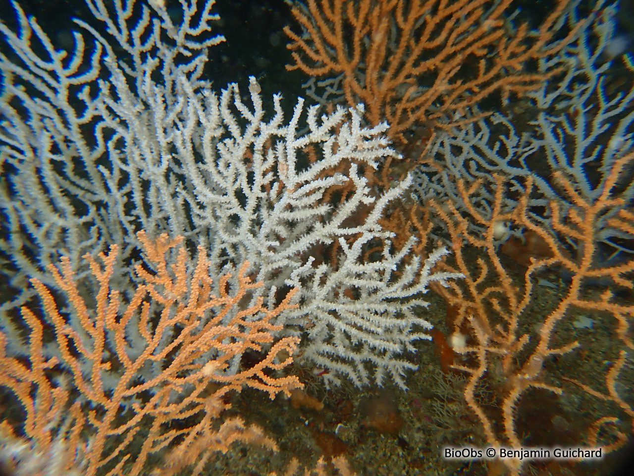 Gorgone verruqueuse - Eunicella verrucosa - Benjamin Guichard - BioObs