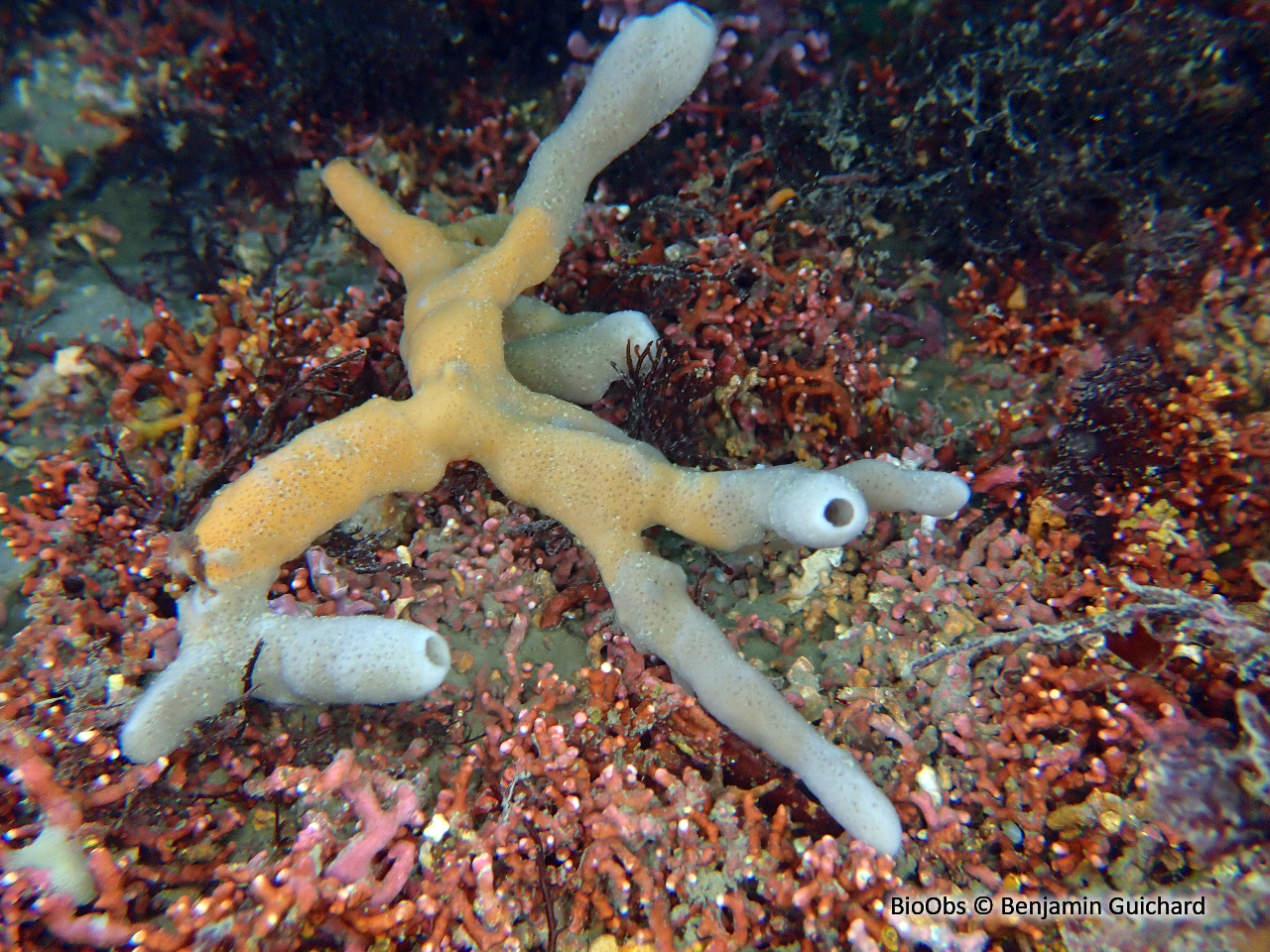 Eponge tubes de fer - Haliclona (Haliclona) simulans - Benjamin Guichard - BioObs