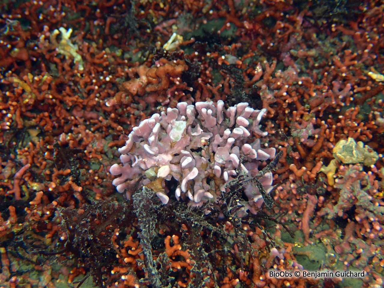 Maërl palmé - Lithophyllum fasciculatum - Benjamin Guichard - BioObs