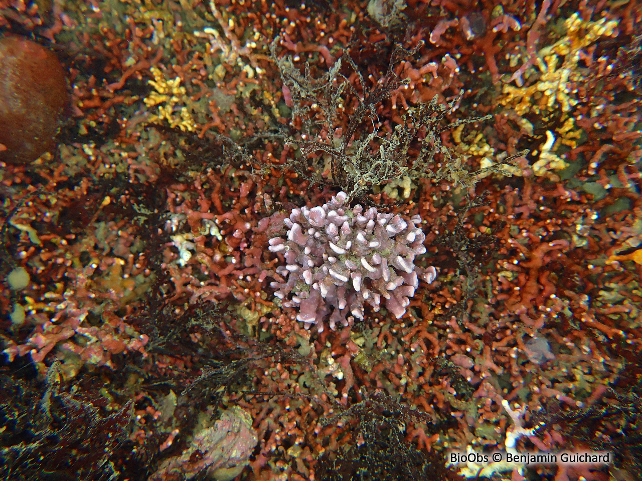 Maërl palmé - Lithophyllum fasciculatum - Benjamin Guichard - BioObs