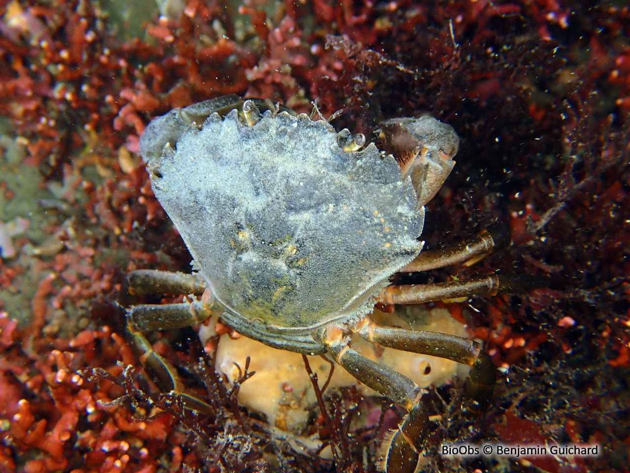 Crabe vert - Carcinus maenas - Benjamin Guichard - BioObs