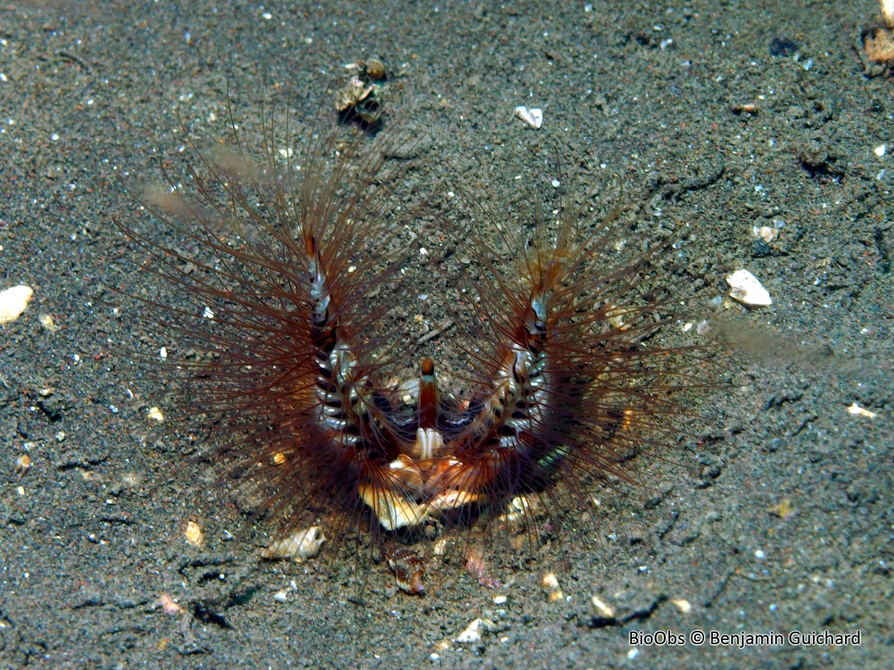 Ver du diable - Lygdamis wirtzi - Benjamin Guichard - BioObs