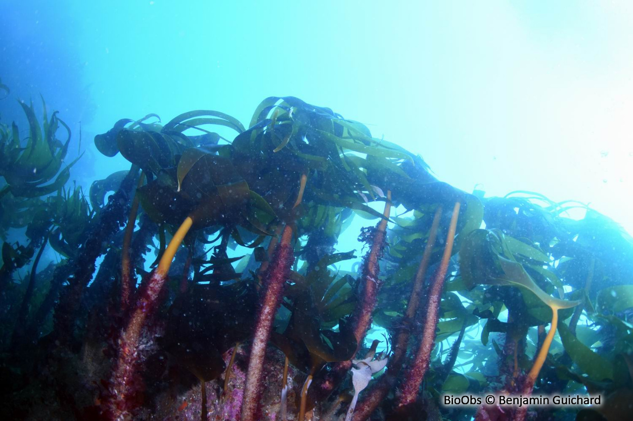 Laminaire rugueuse - Laminaria hyperborea - Benjamin Guichard - BioObs
