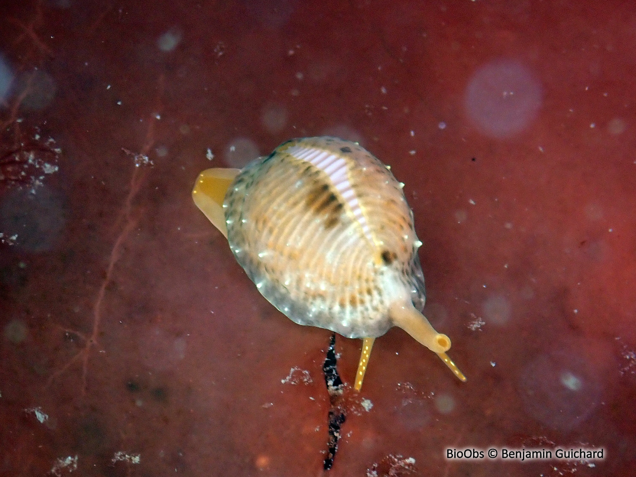 Grain de café - Trivia arctica - Benjamin Guichard - BioObs