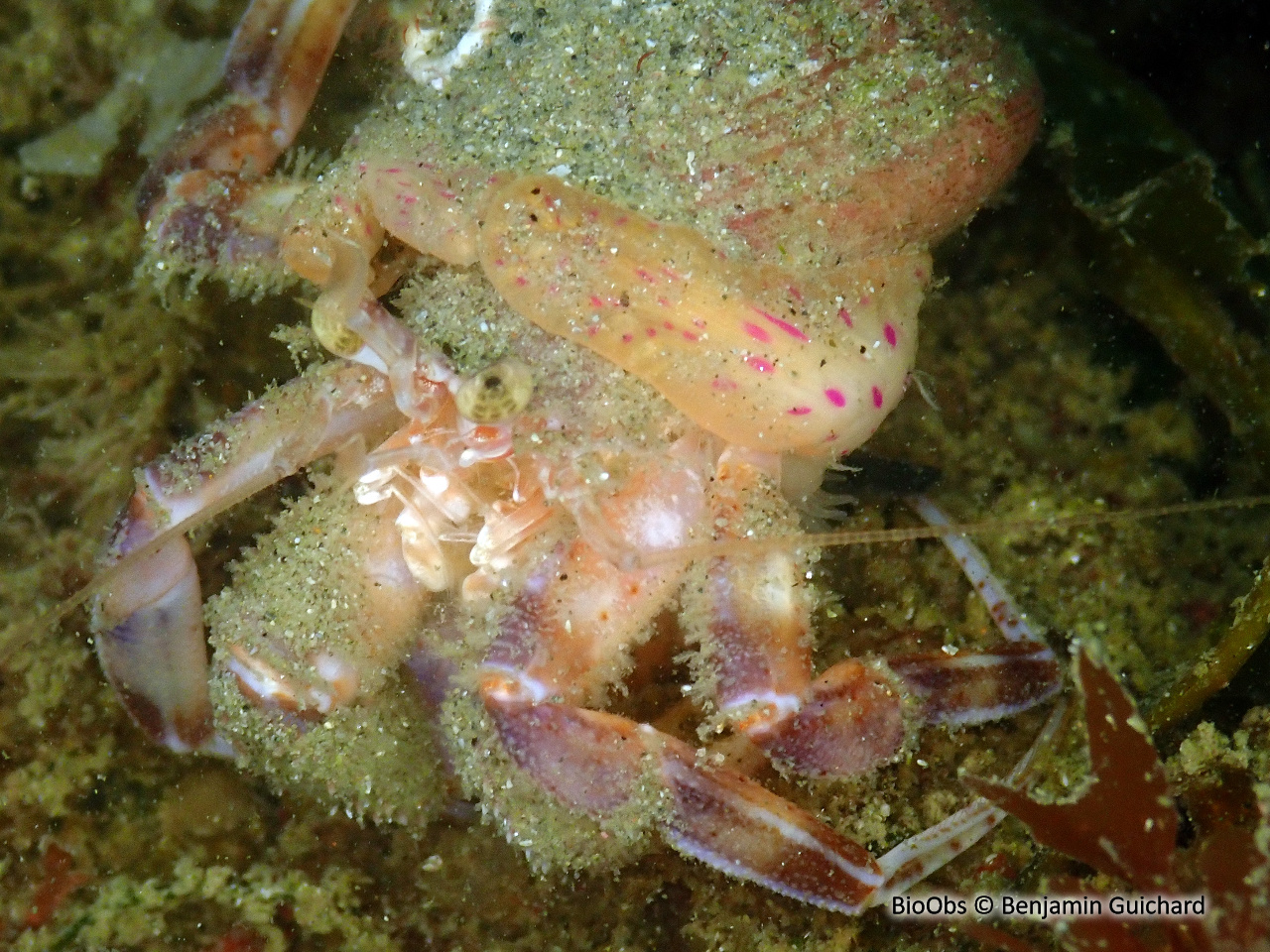 Anémone commensale - Adamsia palliata - Benjamin Guichard - BioObs