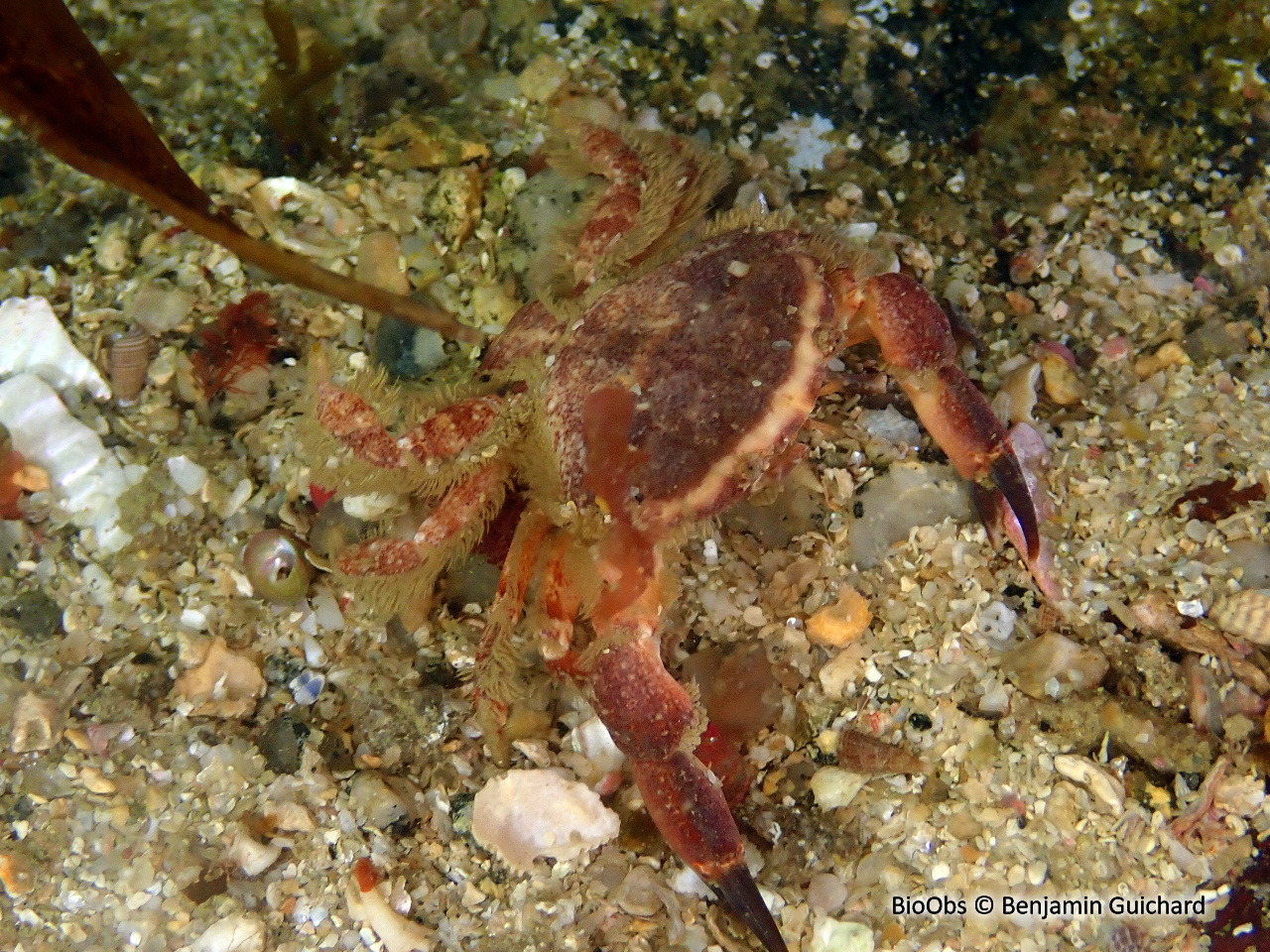 Xanthe poilu - Xantho pilipes - Benjamin Guichard - BioObs